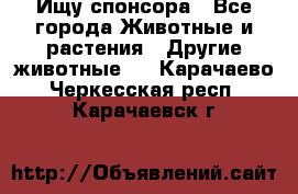 Ищу спонсора - Все города Животные и растения » Другие животные   . Карачаево-Черкесская респ.,Карачаевск г.